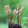 균핵꼬리버섯 - Scleromitrula shiraiana