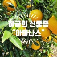 사랑꽃감귤농장 하귤 아마나스 품종 나스미깡 판매시작 2024년에는 얼지않았습니다