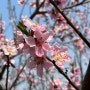부천 춘덕산 복숭아꽃축제 | 복사꽃이 없던 축제 첫날 후기