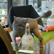 대만 타이베이 여행 - 융캉제(동먼역) 고양이 카페 추천 THE WHO CAFE 框影咖啡 후기
