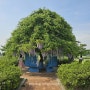 경남 함안 강나루 생태공원 청보리밭, 등나무, 작약축제