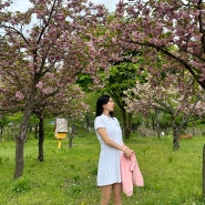 가평 가볼만한곳 자라섬 서울 근교 여행 4월 꽃구경 산책 장소