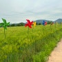 함안 청보리축제 작약꽃 강나루 생태공원
