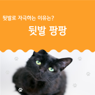 고양이 뒷발 팡팡 본능적? 의료적 문제?