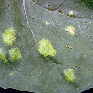 해바라기 곰팡이성 잎 염소수염 흰녹병 입니다