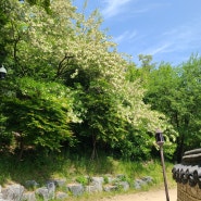 5 W 1 광화문 풍경일기 :: 봄의 풍요로움