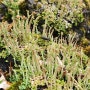 지의류, 꾀꼬리사슴지의(Cladonia gracilis subsp. turbinata)