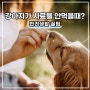 강아지가 사료를 안 먹어요. 이유와 해결방법?