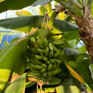 원주카페추천 직접 재배한 바나나로 만드는 음료와 베이커리 <원프리카>