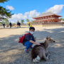 아이와 일본 여행, 오사카 난바역에서 나라 사슴공원 가는 방법 및 후기