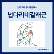 넙다리네갈래근(대퇴사두근) 위치 통증 원인과 스트레칭 운동