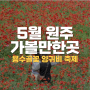 [5월 원주 가볼만한곳] '용수골 꽃양귀비 축제' 행사