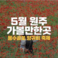 [5월 원주 가볼만한곳] '용수골 꽃양귀비 축제' 행사