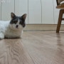 홈캠 추천 TAPO 반려견 반려묘 고양이 인식 내돈내산