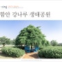경남 여행 드라이브 코스 함안 여행 강나루 생태공원 등나무