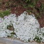 자연이 주는 아름다운 봄의 향기를 청성공원에서 만끽하다.