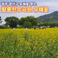 광주 광산구 가족 봄나들이 명소, 선운지구 황룡강 친수공원 유채꽃 데이트
