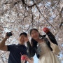 벚꽃이 만개한 여의도에 다녀오다. 4월 1주 일기.