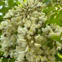 5월 봄바람을 타고 불어오는 꽃향기 가득한 '아까시나무'(아카시아꽃)