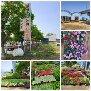 칠성꽃농원-성동로 꽃농원