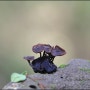 [제주 버섯] 도토리양주잔버섯