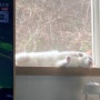 비 오는 연휴 우유는 창가에서 낮잠을 잔답니다.