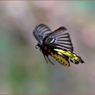The Common Birdwing Female(ผีเสื้อถุงทองป่าสูง)-태국나