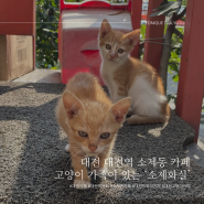 대전 대전역 소제동 카페 고양이천국 ‘소제화실’