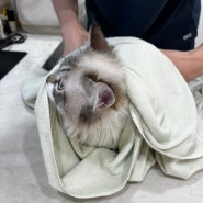 천안 신방동 내안에 동물병원 고양이 설사 혈변 진료 후기