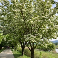 [진천] 이팝나무길 산책