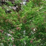 홍화산사나무