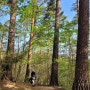 강릉 가볼만한곳, 제대로 힐링이 되는 대관령자연휴양림 소나무숲