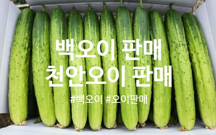 백오이 천안오이 판매 싱싱한 오이 구매하세요. : 네이버 블로그
