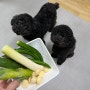 강아지 먹으면 안 되는 음식 마늘 고추 파먹었을 때 대처 방법