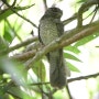 Owlet-nightjar, 올빼미밤새, 부엉이쏙독새속, Great Eared-Nightjar, A wild Tawny Frogmouth