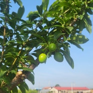 주말 시골 촌집 유실수 과일나무