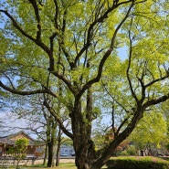 버드나무(학명 Salix koreensis)