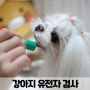 강아지 유전자 검사 embark 후기 & 할인 코드 공유