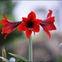 아마릴리스 꽃말 빨간백합 키우기 물주기 물주기