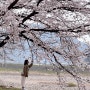 무주 당일치기 여행 코스 :: 벚꽃 명소 서면마을 소이나루공원 무주돌짬뽕 머루와인동굴 적상전망대 나무와그릇