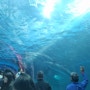 어린이여행:대구근교) 울산 고래박물관, 장생포고래생태체험관 (돌고래 볼 수 있어요!!)