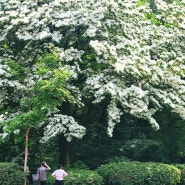 서울 도심속 수목원 5월 큰 이팝나무가 있던 홍릉숲 산책