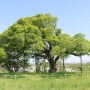 고창중산리이팝나무 수동리팽나무.. 노거수/천연기념물나무를 찾아