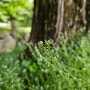 메타세쿼이아 숲에 60m 탄소 벤치를 놓은 황지해 작가의 '숨 쉬는 정원' - 2024고양국제꽃박람회