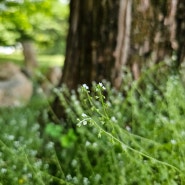 메타세쿼이아 숲에 60m 탄소 벤치를 놓은 황지해 작가의 '숨 쉬는 정원' - 2024고양국제꽃박람회