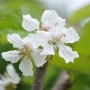 체리(서양버찌, 양벚)나무 꽃
