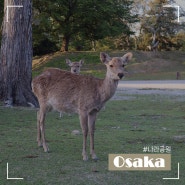 오사카 근교 가볼만한곳 나라공원(사슴공원)
