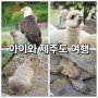 제주도 아이와 가볼만한곳 알파카도 만날 수 있는 화조원 찐 추천