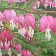 숲속우산 버섯농원의 화려한 봄꽃, 라일락, 금낭화