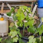 샤인머스켓묘목 재배 방법 포도나무 키우기 (순치기 지지대 가지치기 )